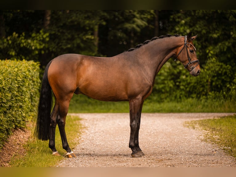 Hanovrien Hongre 4 Ans 165 cm Bai brun in Wehringen