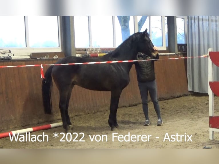 Hanovrien Hongre 4 Ans 165 cm Bai brun in Lemwerder