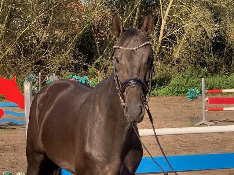 Hanovrien Hongre 4 Ans 165 cm Bai brun in Verden (Aller)