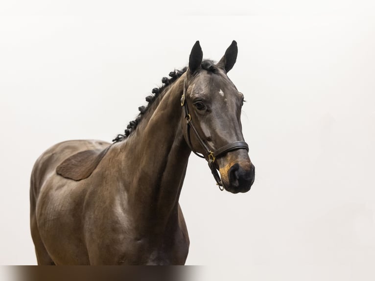 Hanovrien Hongre 4 Ans 165 cm Bai brun in Waddinxveen