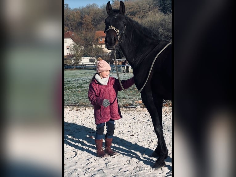 Hanovrien Hongre 4 Ans 165 cm Bai brun foncé in Ronshausen