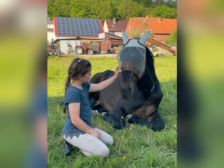 Hanovrien Hongre 4 Ans 165 cm Bai brun foncé in Ronshausen