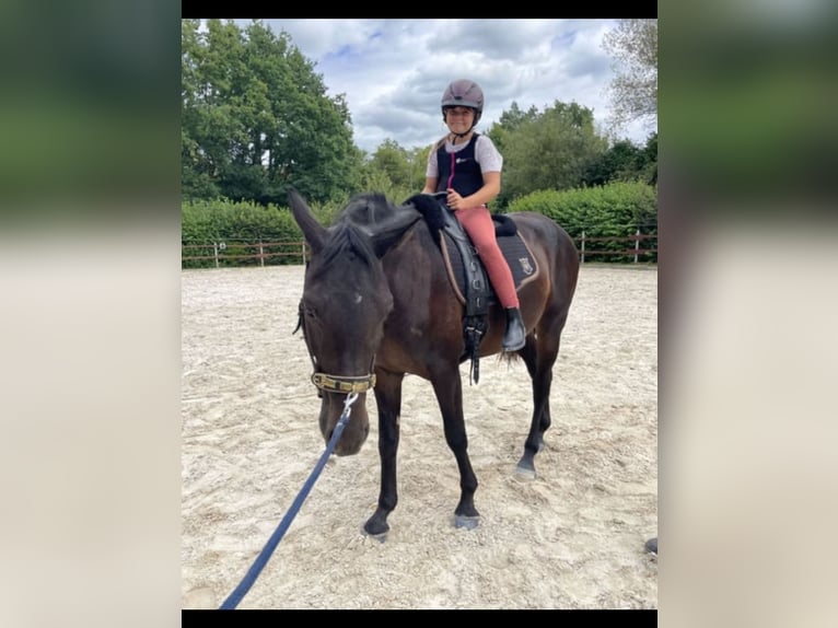 Hanovrien Hongre 4 Ans 165 cm Bai brun foncé in Ronshausen