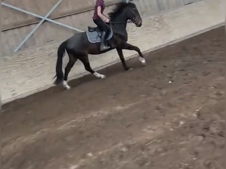 Hanovrien Hongre 4 Ans 165 cm Bai brun foncé in Vellahn
