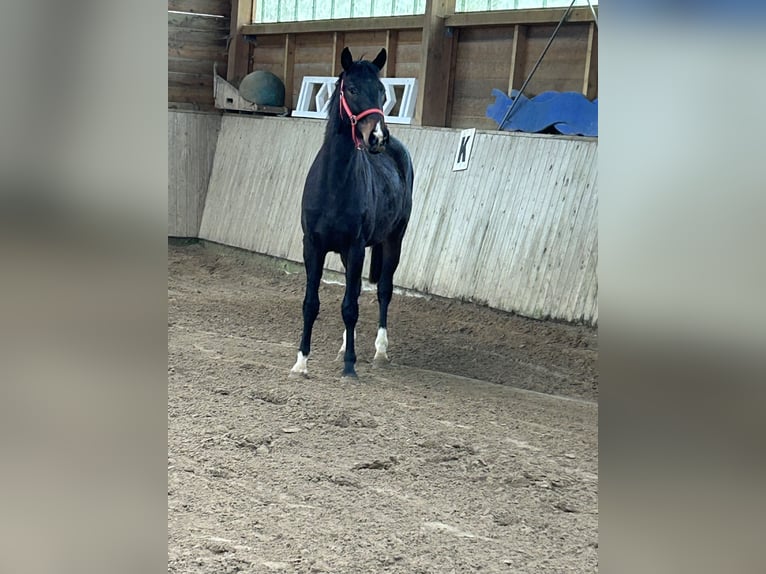 Hanovrien Hongre 4 Ans 165 cm Bai brun foncé in Vellahn