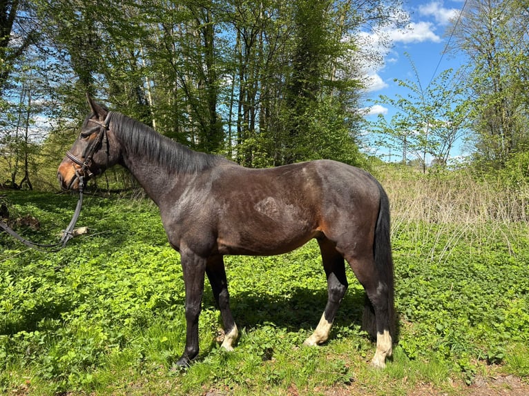 Hanovrien Hongre 4 Ans 165 cm Bai brun foncé in Vellahn