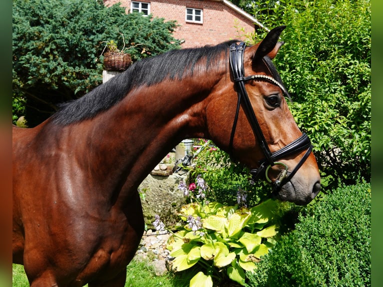 Hanovrien Hongre 4 Ans 165 cm Bai in Brockel