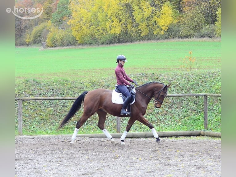 Hanovrien Hongre 4 Ans 165 cm Bai in Wellheim