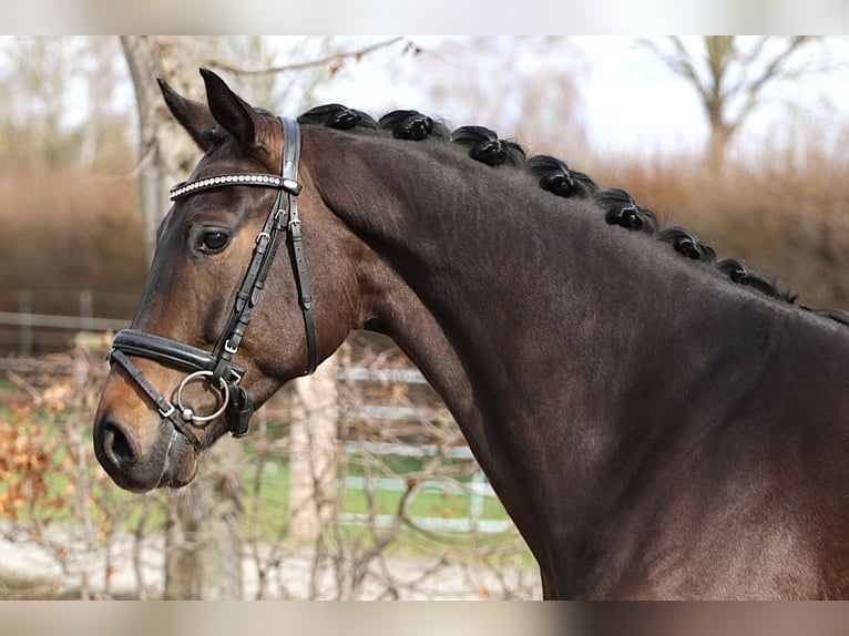 Hanovrien Hongre 4 Ans 165 cm Bai in Meinerse