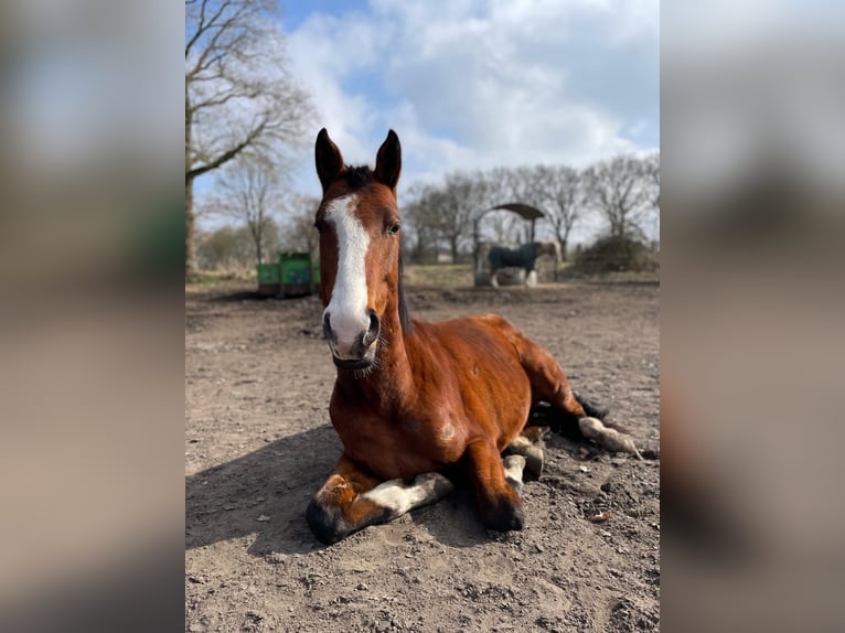 Hanovrien Hongre 4 Ans 165 cm Bai in Norderstedt