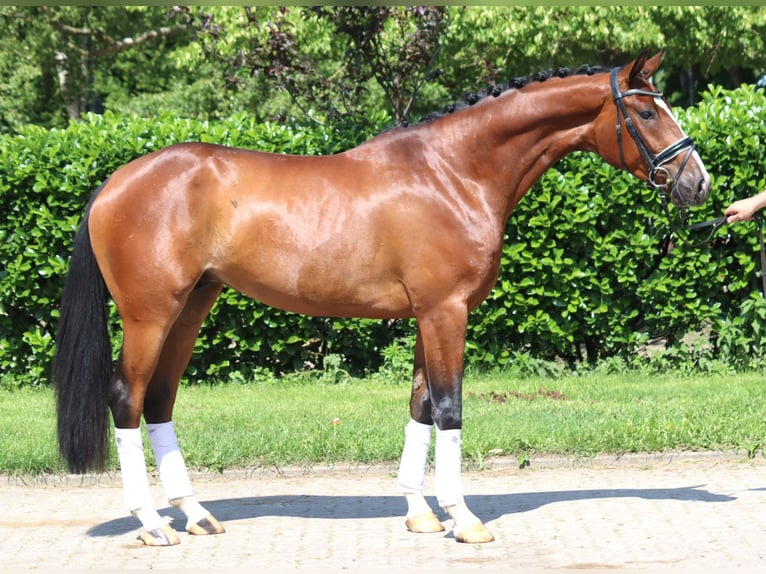 Hanovrien Hongre 4 Ans 165 cm Bai in Selsingen