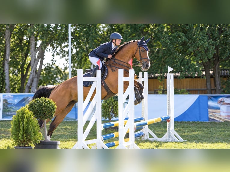 Hanovrien Hongre 4 Ans 165 cm Bai in Salzmünde