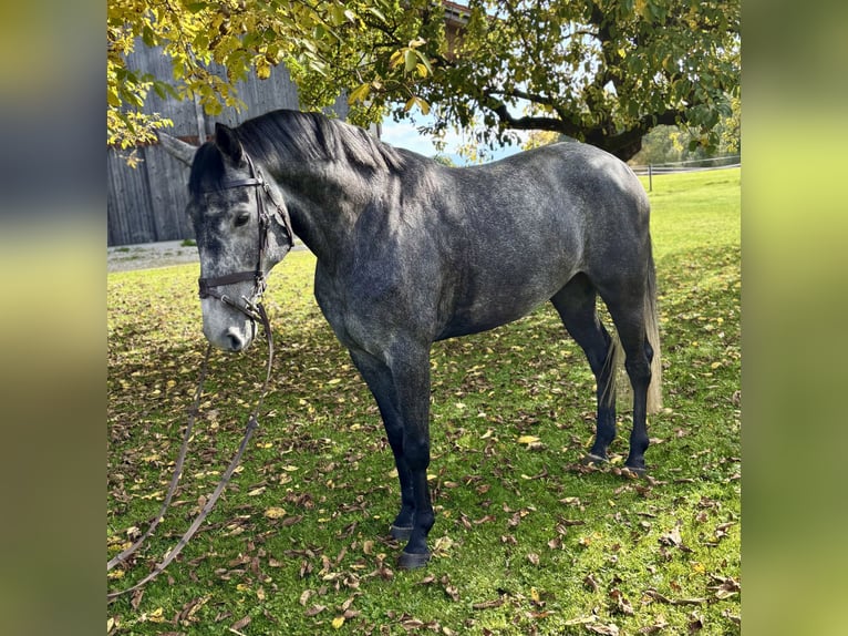 Hanovrien Hongre 4 Ans 165 cm Gris pommelé in Eberfing