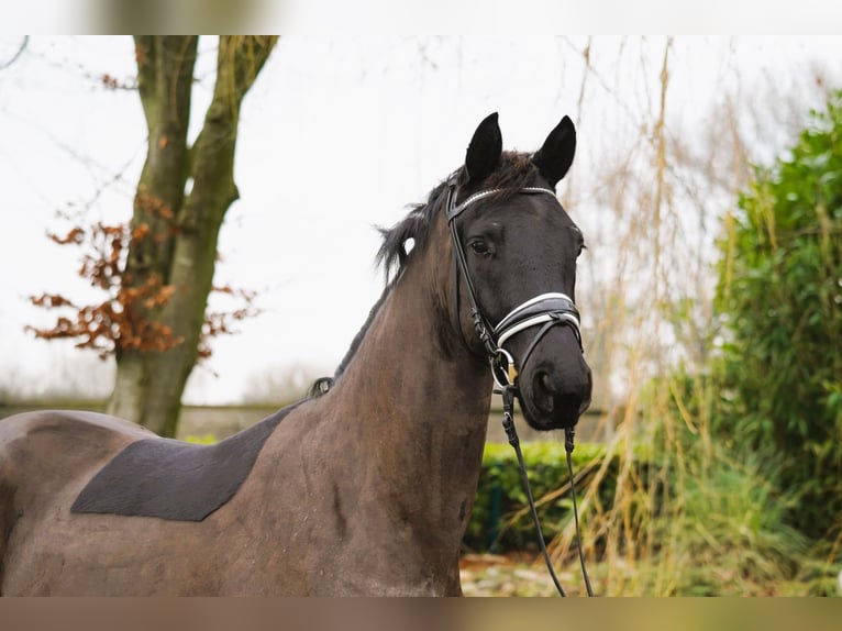 Hanovrien Hongre 4 Ans 165 cm Noir in Coesfeld