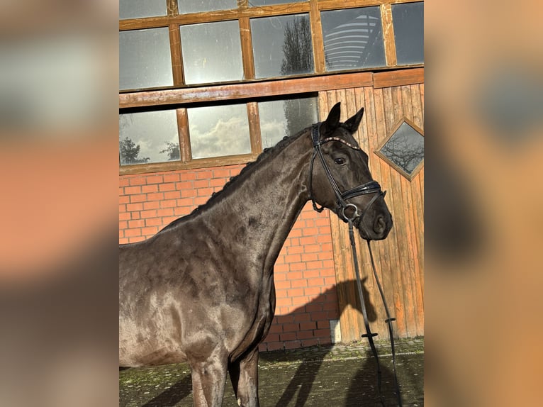 Hanovrien Hongre 4 Ans 165 cm Noir in Hamm