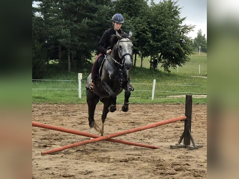 Hanovrien Hongre 4 Ans 165 cm Peut devenir gris in Telšiai, Lithuania