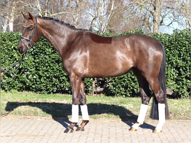 Hanovrien Hongre 4 Ans 166 cm Alezan brûlé in Selsingen