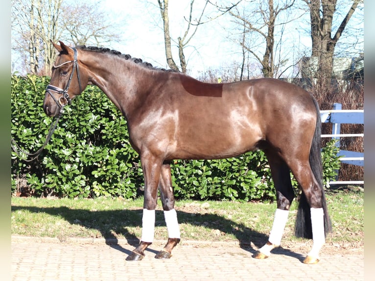 Hanovrien Hongre 4 Ans 166 cm Alezan brûlé in Selsingen