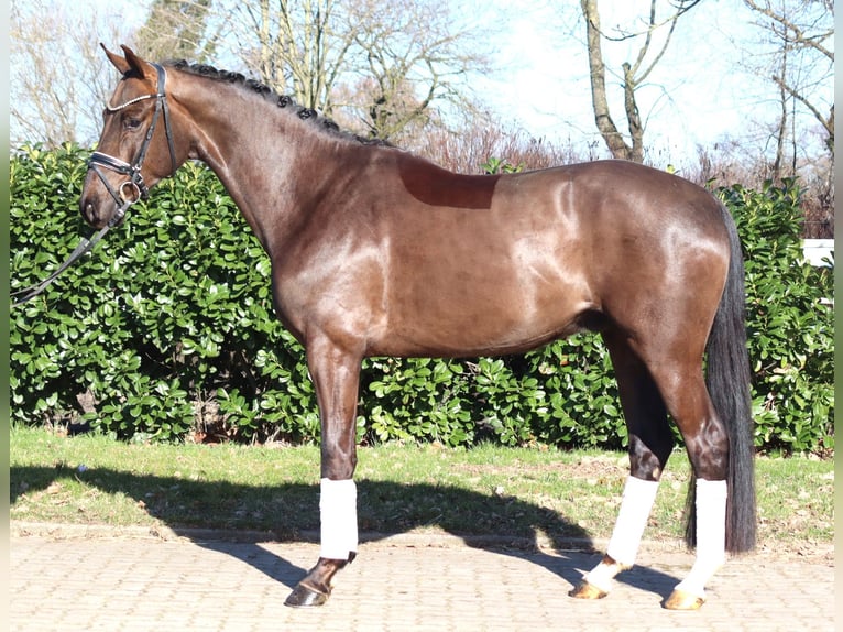 Hanovrien Hongre 4 Ans 166 cm Alezan brûlé in Selsingen