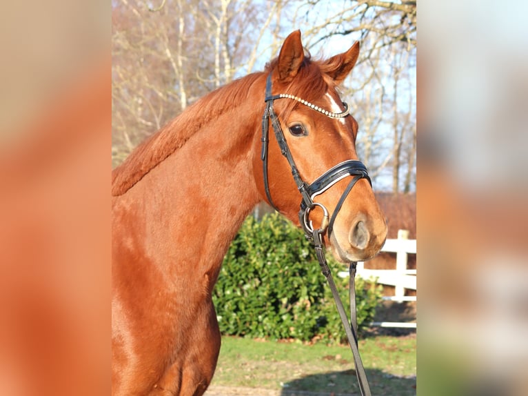 Hanovrien Hongre 4 Ans 166 cm Alezan in Selsingen