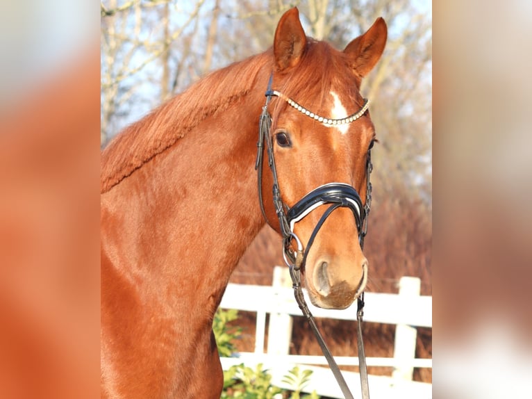 Hanovrien Hongre 4 Ans 166 cm Alezan in Selsingen