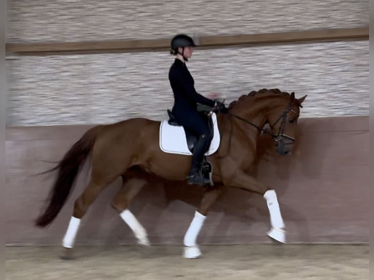 Hanovrien Hongre 4 Ans 166 cm Alezan in Wehringen