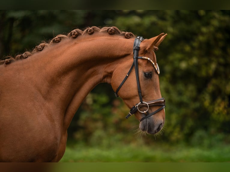 Hanovrien Hongre 4 Ans 166 cm Alezan in Wehringen