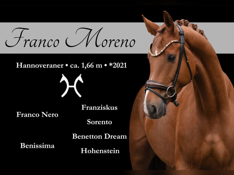 Hanovrien Hongre 4 Ans 166 cm Alezan in Wehringen