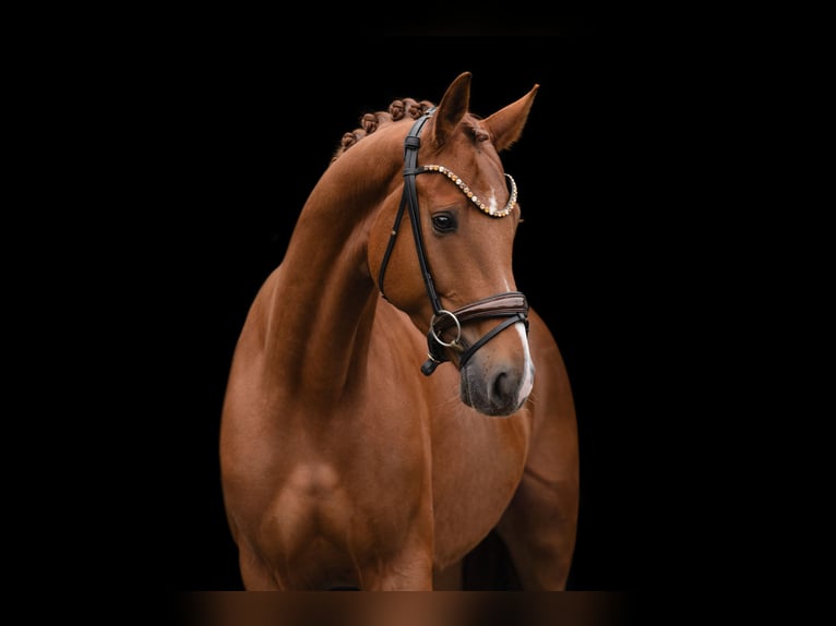 Hanovrien Hongre 4 Ans 166 cm Alezan in Wehringen
