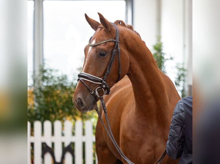 Hanovrien Hongre 4 Ans 166 cm Alezan in Verden