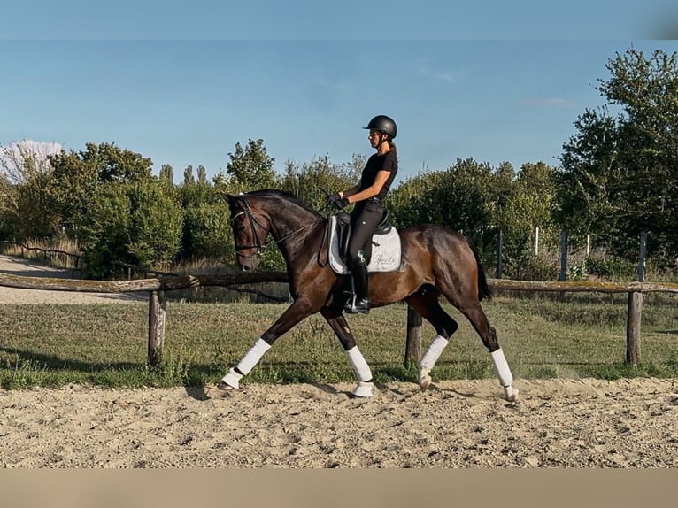 Hanovrien Hongre 4 Ans 166 cm Bai brun in Budapest