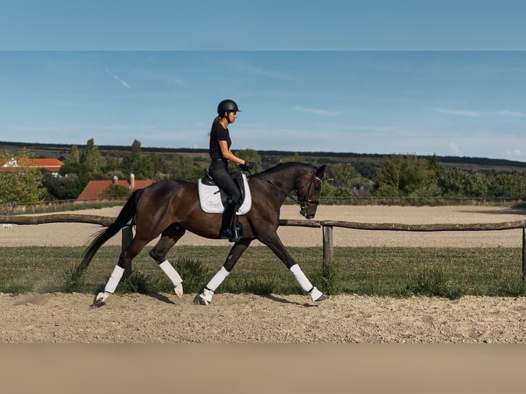 Hanovrien Hongre 4 Ans 166 cm Bai brun in Budapest