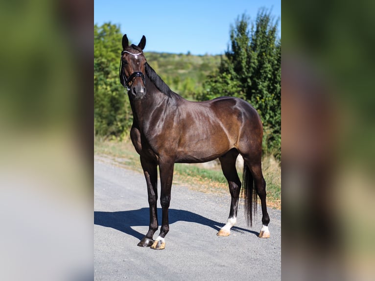 Hanovrien Hongre 4 Ans 166 cm Bai brun in Budapest