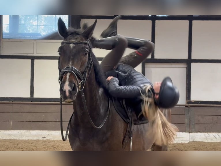 Hanovrien Hongre 4 Ans 166 cm Bai brun in Verden (Aller)