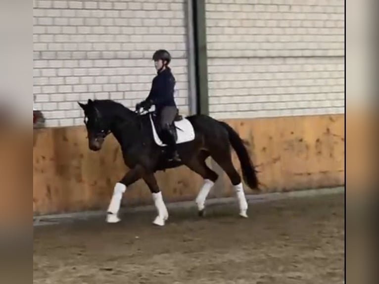 Hanovrien Hongre 4 Ans 166 cm Bai brun in Würselen