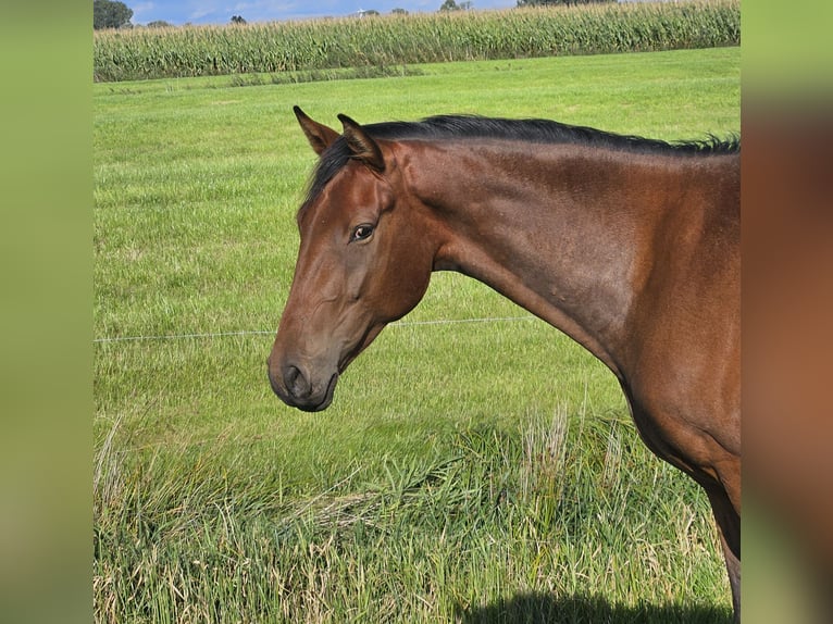 Hanovrien Hongre 4 Ans 166 cm Bai in Osterbruch