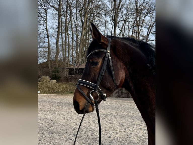 Hanovrien Hongre 4 Ans 166 cm Bai in Römstedt