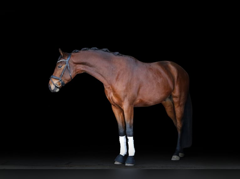 Hanovrien Hongre 4 Ans 166 cm Bai in Weikersheim