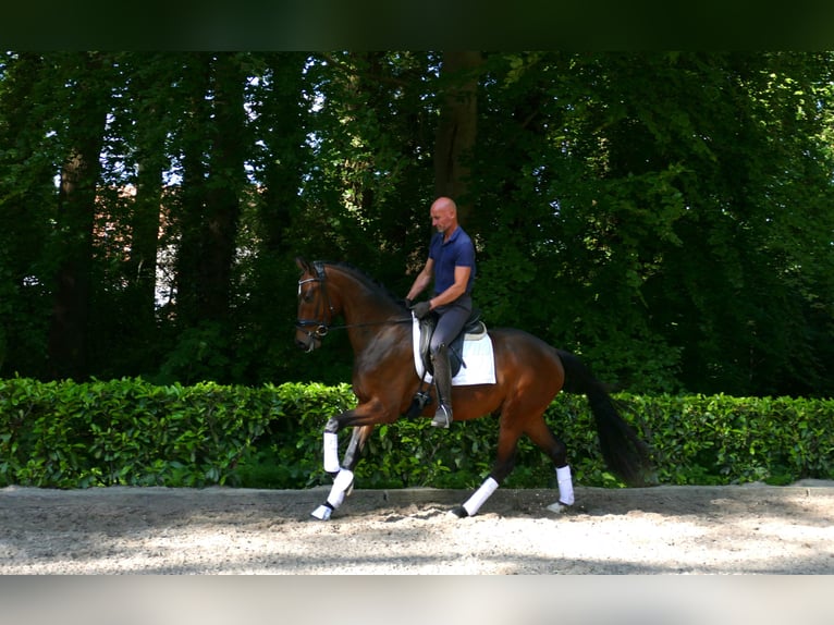 Hanovrien Hongre 4 Ans 166 cm Bai in Hemslingen