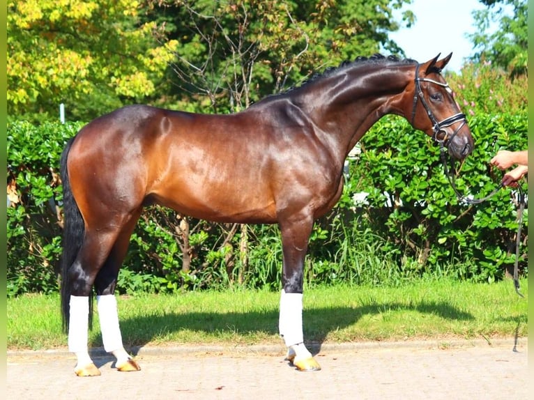 Hanovrien Hongre 4 Ans 166 cm Bai in Selsingen