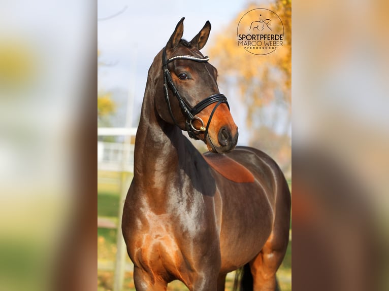 Hanovrien Hongre 4 Ans 166 cm Bai in Weyhe