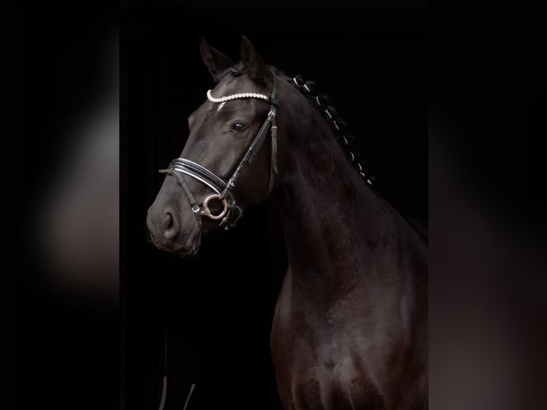 Hanovrien Hongre 4 Ans 166 cm Noir in Hamburg