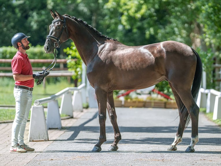 Hanovrien Hongre 4 Ans 166 cm Noir in Münster