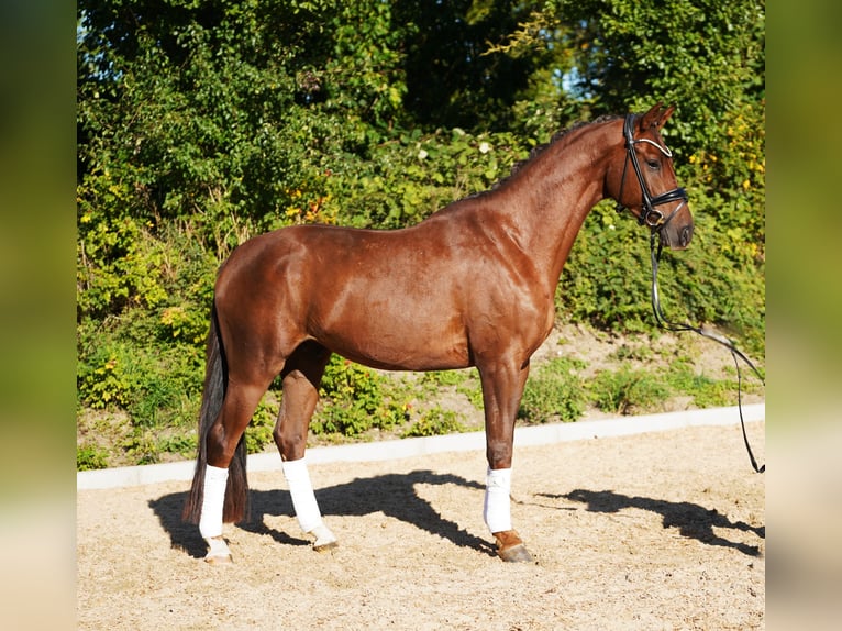 Hanovrien Hongre 4 Ans 167 cm Alezan brûlé in Hohenfelde