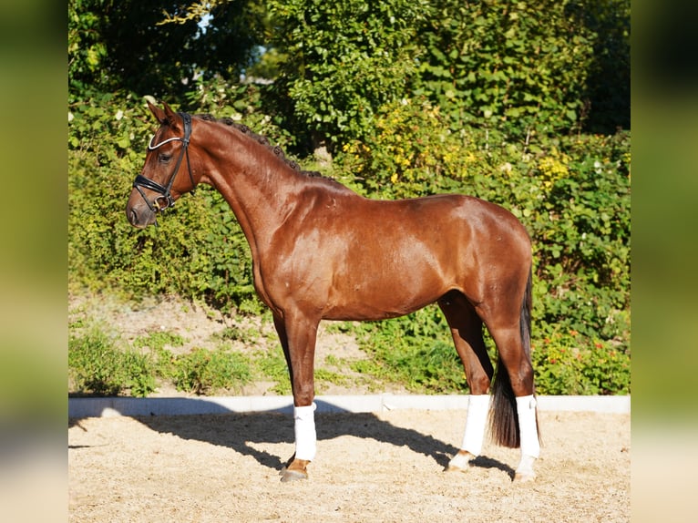 Hanovrien Hongre 4 Ans 167 cm Alezan brûlé in Hohenfelde