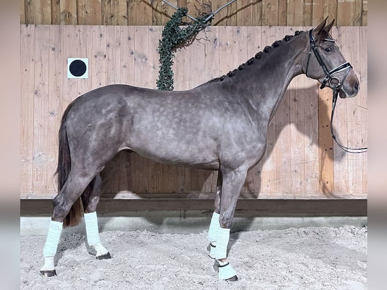 Hanovrien Hongre 4 Ans 167 cm Alezan brûlé in Riedlingen