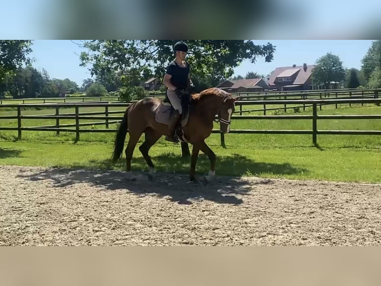 Hanovrien Hongre 4 Ans 167 cm Alezan in Bawinkel