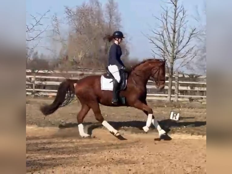 Hanovrien Hongre 4 Ans 167 cm Alezan in Nauen