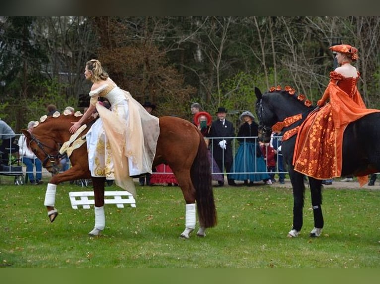 Hanovrien Hongre 4 Ans 167 cm Alezan in Nauen