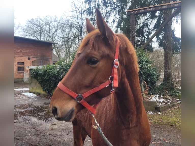 Hanovrien Hongre 4 Ans 167 cm Alezan in Weste